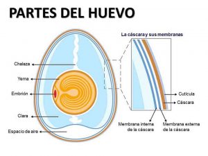 partes-del-huevo